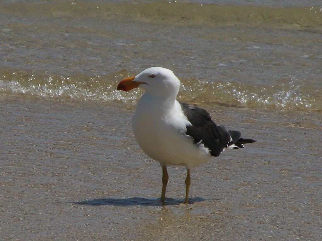 Pacific Gull - ML613336262