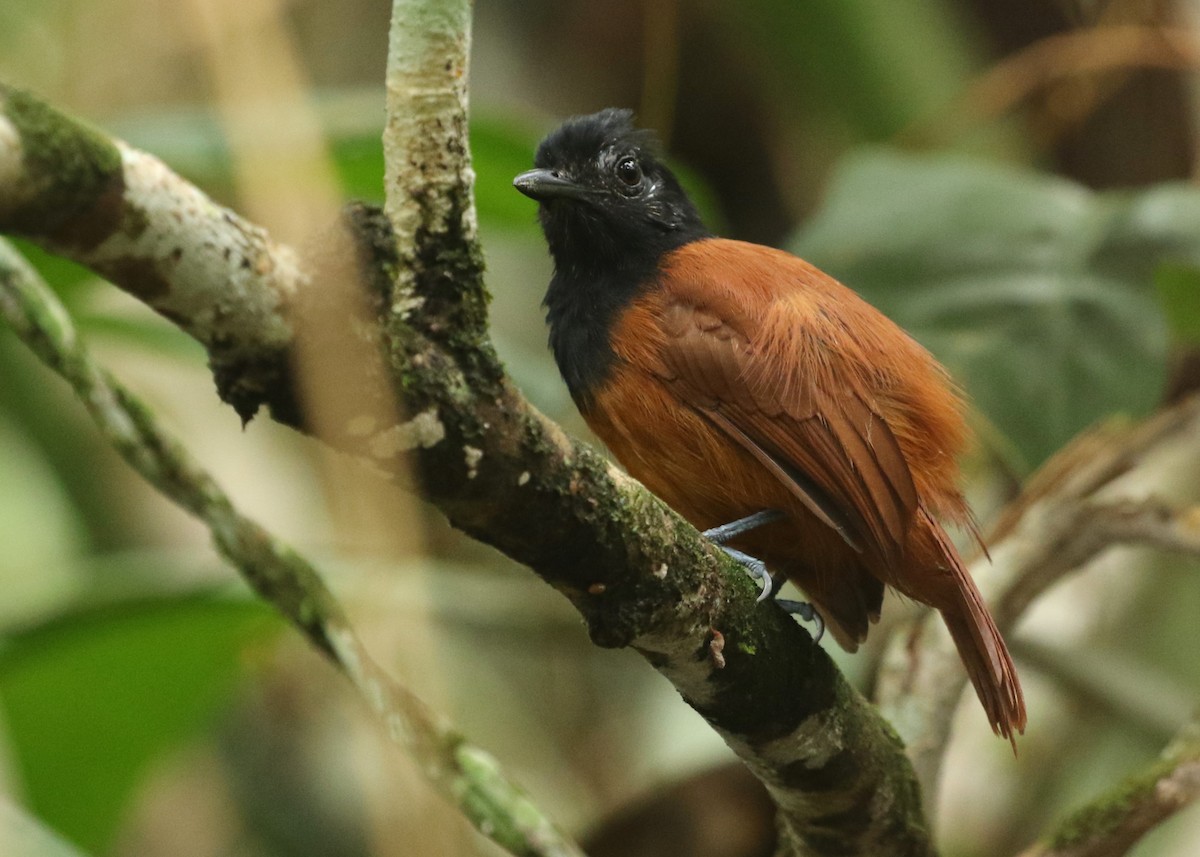 Cocha Antshrike - Dean LaTray