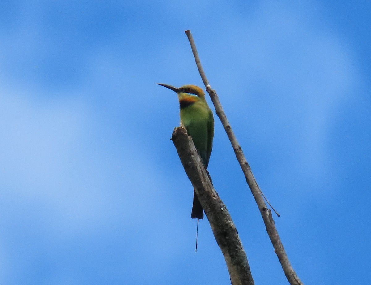 Rainbow Bee-eater - ML613336298