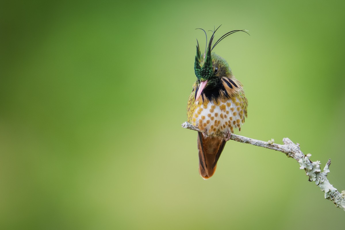 Black-crested Coquette - ML613336306