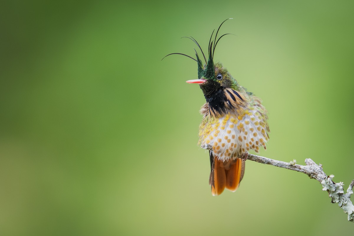 Black-crested Coquette - Moises Rodriguez