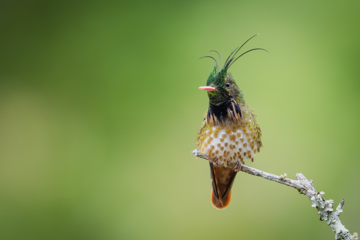 Black-crested Coquette - ML613336312