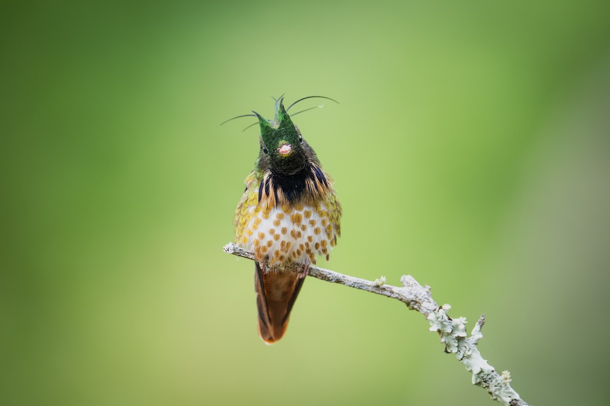 Black-crested Coquette - ML613336318