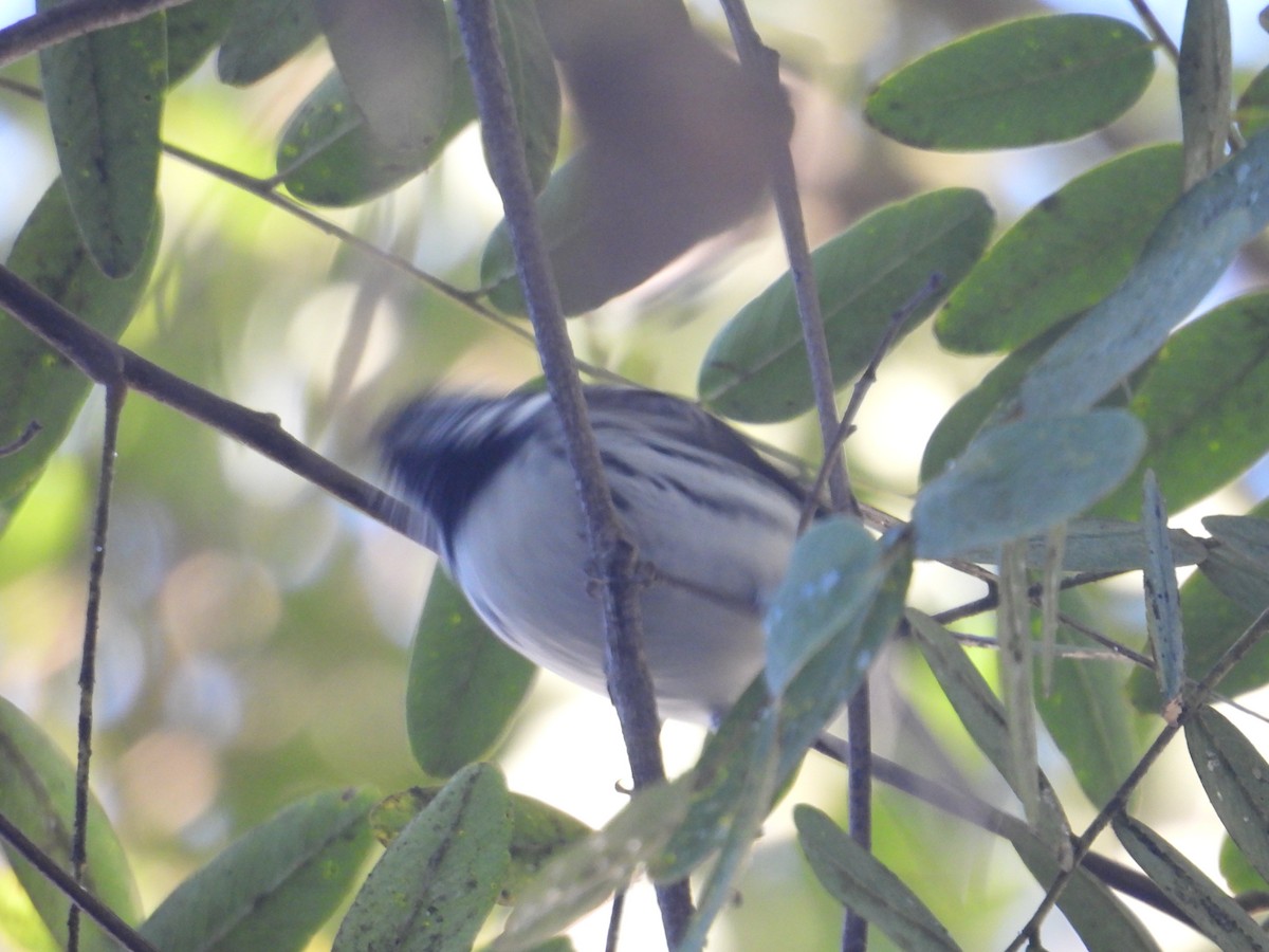 Black-throated Gray Warbler - ML613336322