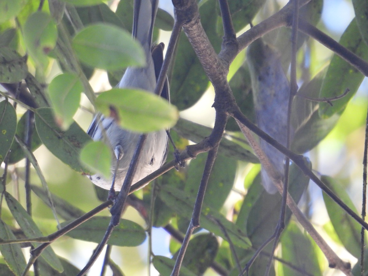 Black-throated Gray Warbler - ML613336324