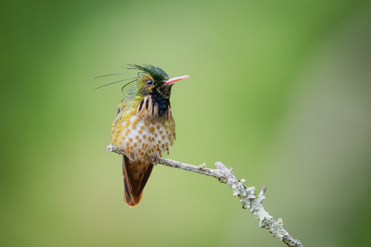 Black-crested Coquette - ML613336325