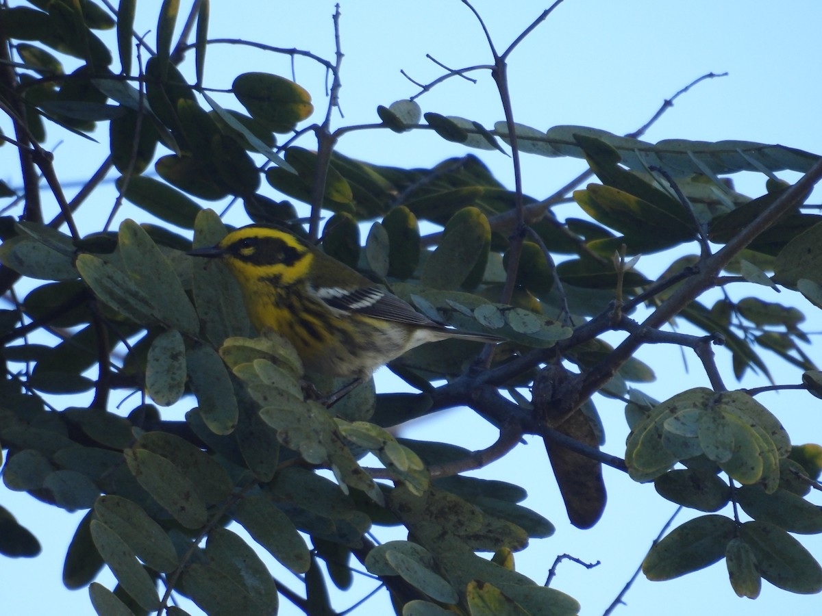 Townsend's Warbler - ML613336366