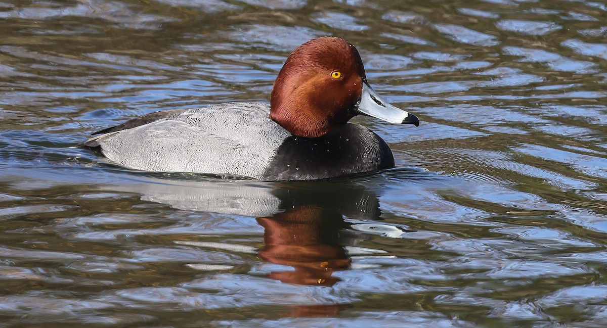 Redhead - ML613336399