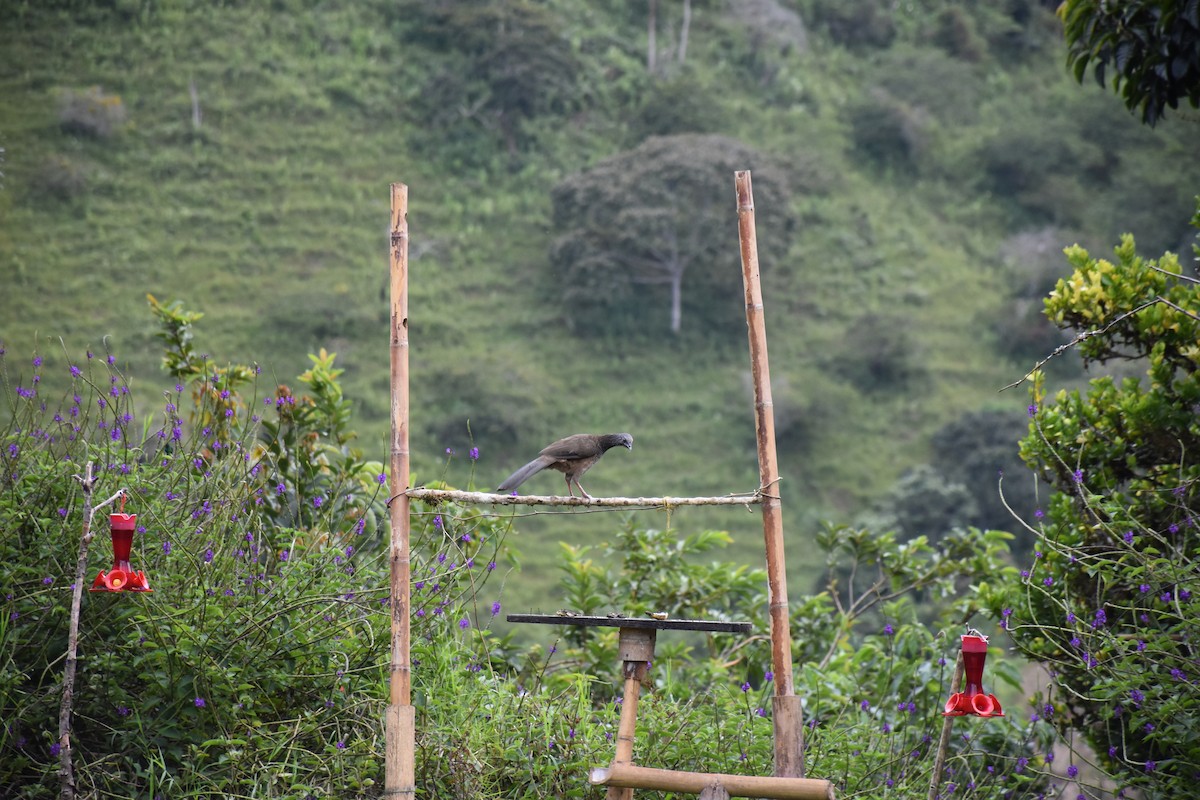 Colombian Chachalaca - ML613336402