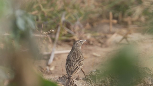 skřivánek horský - ML613336424