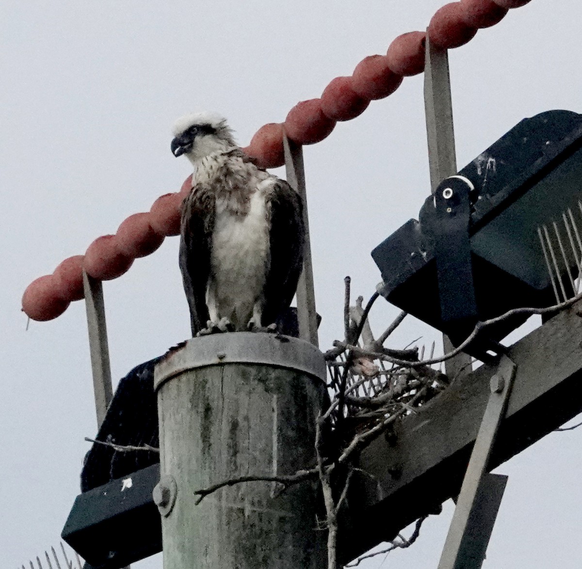 Osprey (Australasian) - ML613336426