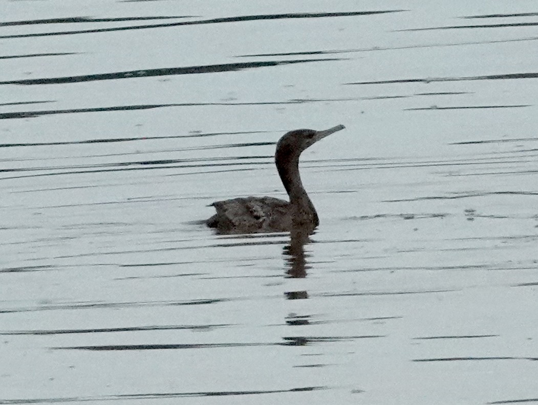 Little Black Cormorant - Peter Woodall