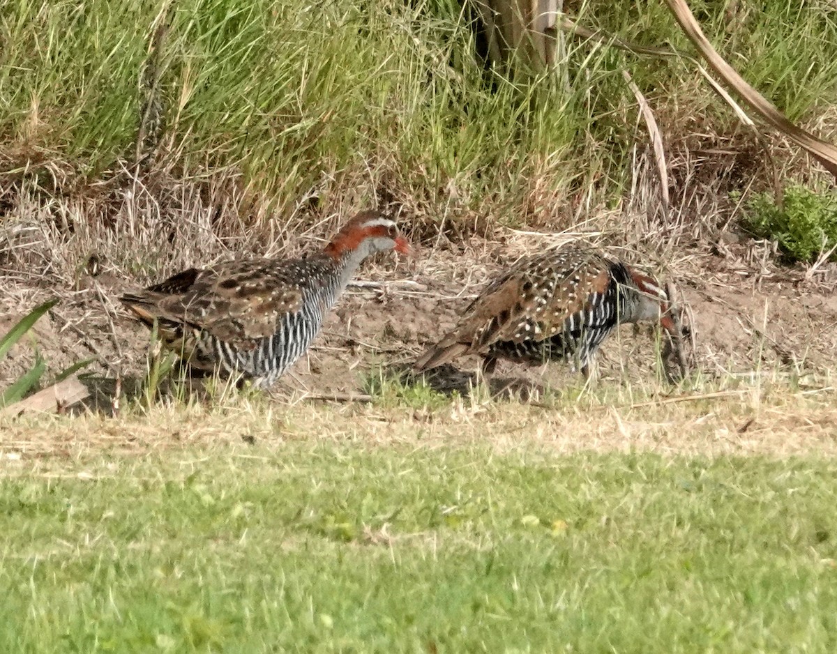 Buff-banded Rail - ML613336430