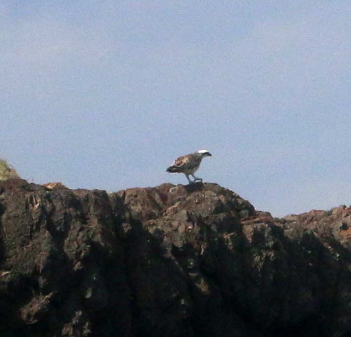 Águila Pescadora (Australia) - ML613336484