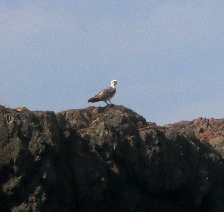 Águila Pescadora (Australia) - ML613336485