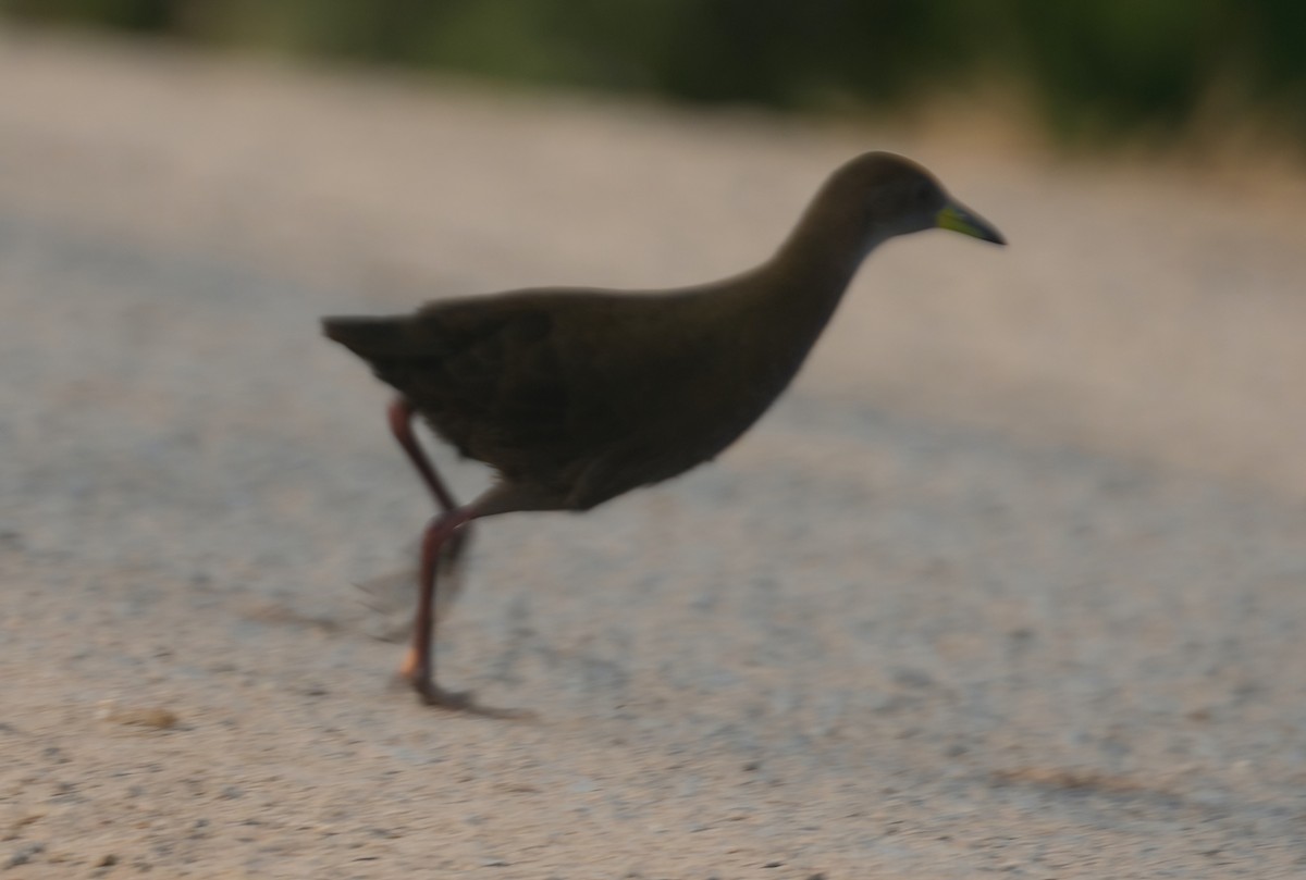 Brown Crake - ML613336493