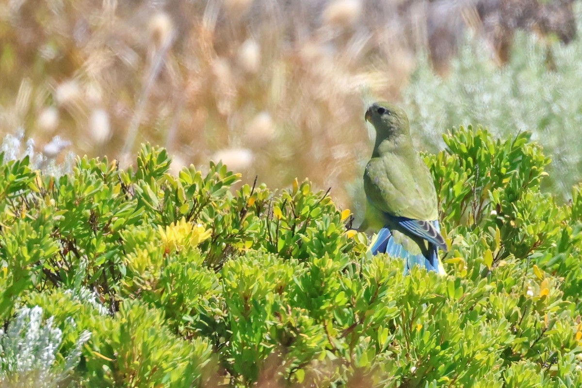 Rock Parrot - ML613336501