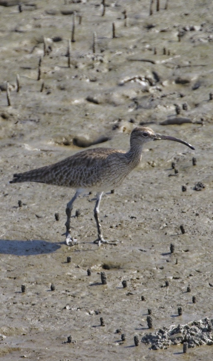 Whimbrel - ML613336509