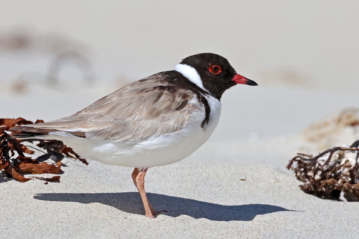 Hooded Plover - ML613336520