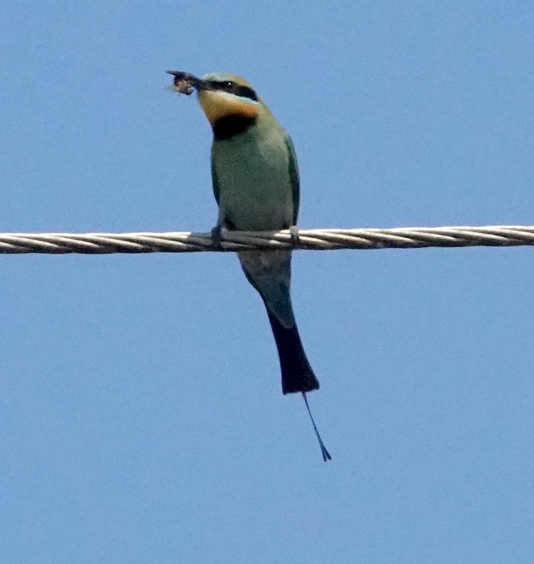 Rainbow Bee-eater - Peter Woodall