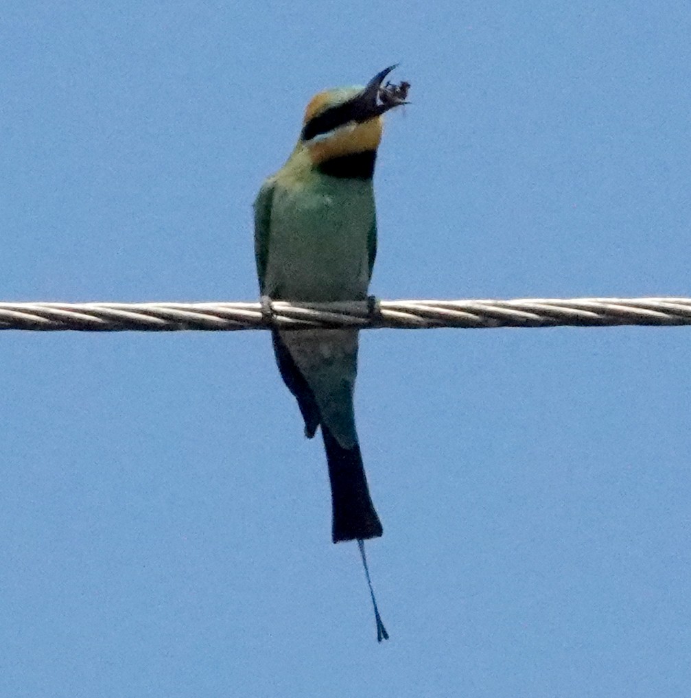 Rainbow Bee-eater - Peter Woodall