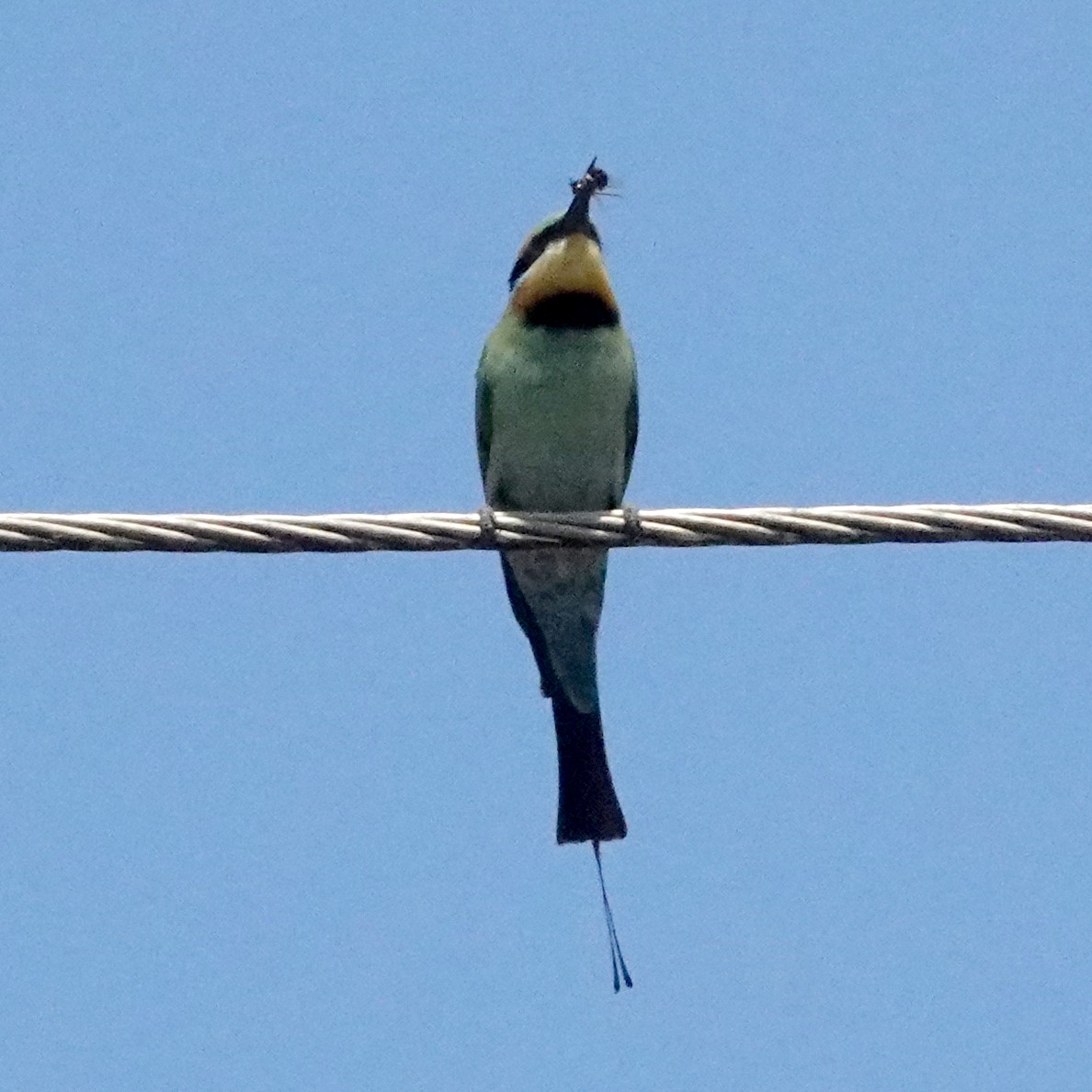 Rainbow Bee-eater - Peter Woodall