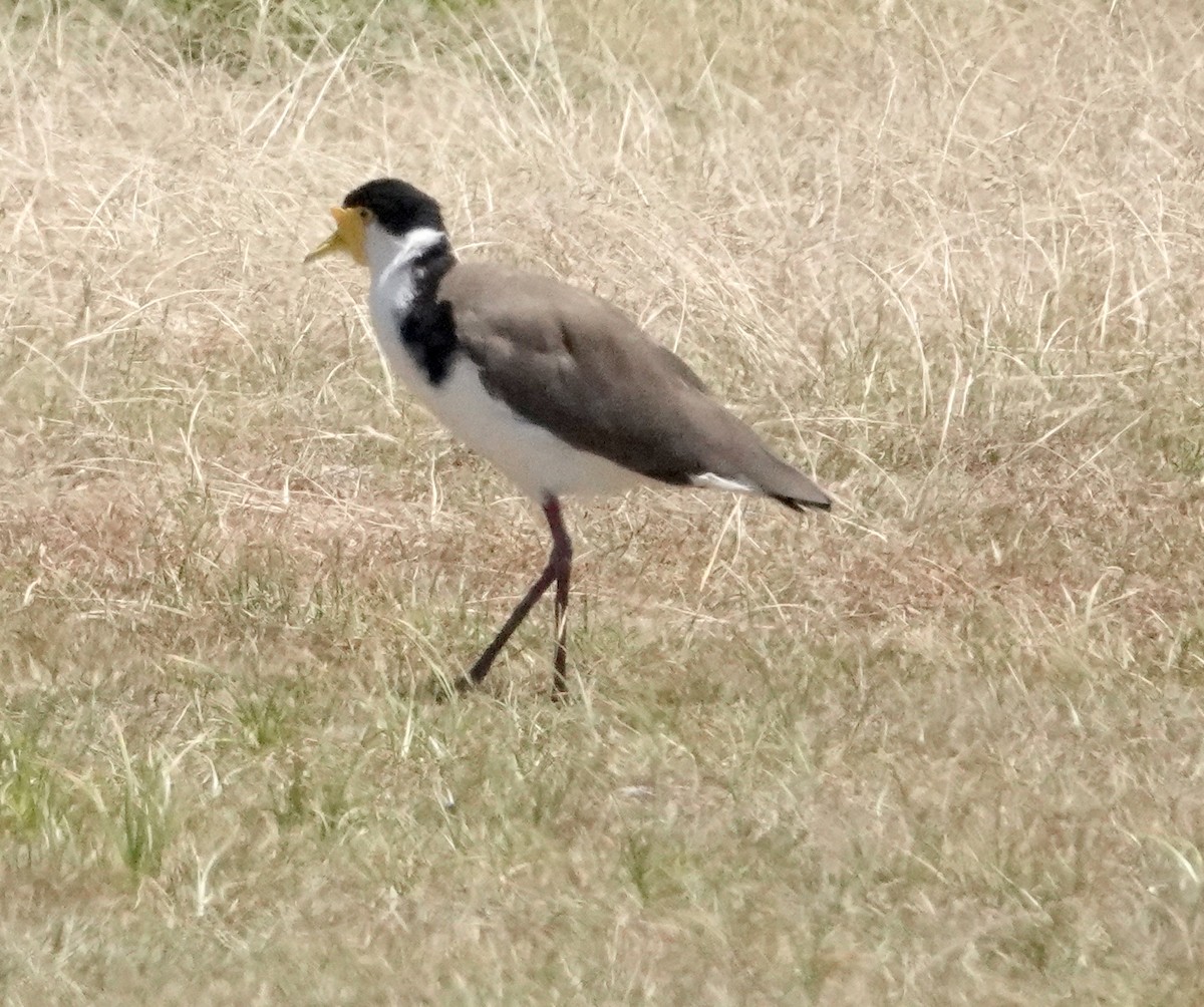 Masked Lapwing (Black-shouldered) - ML613336528