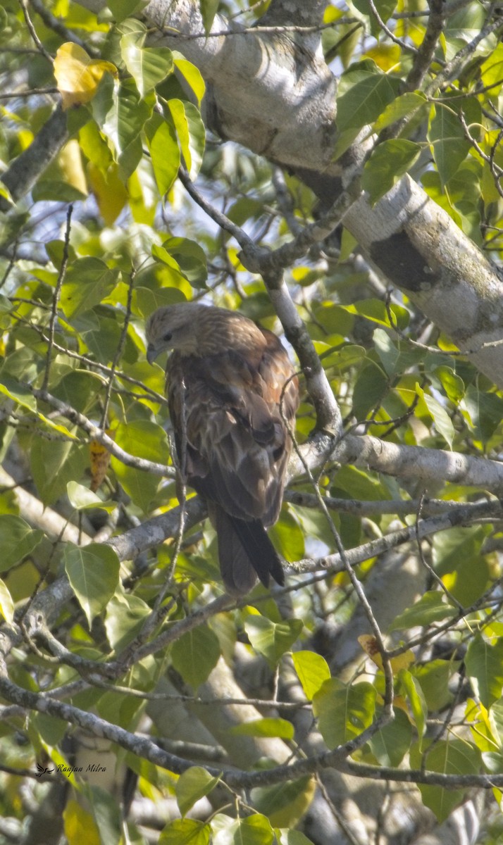 Brahminy Kite - ML613336553