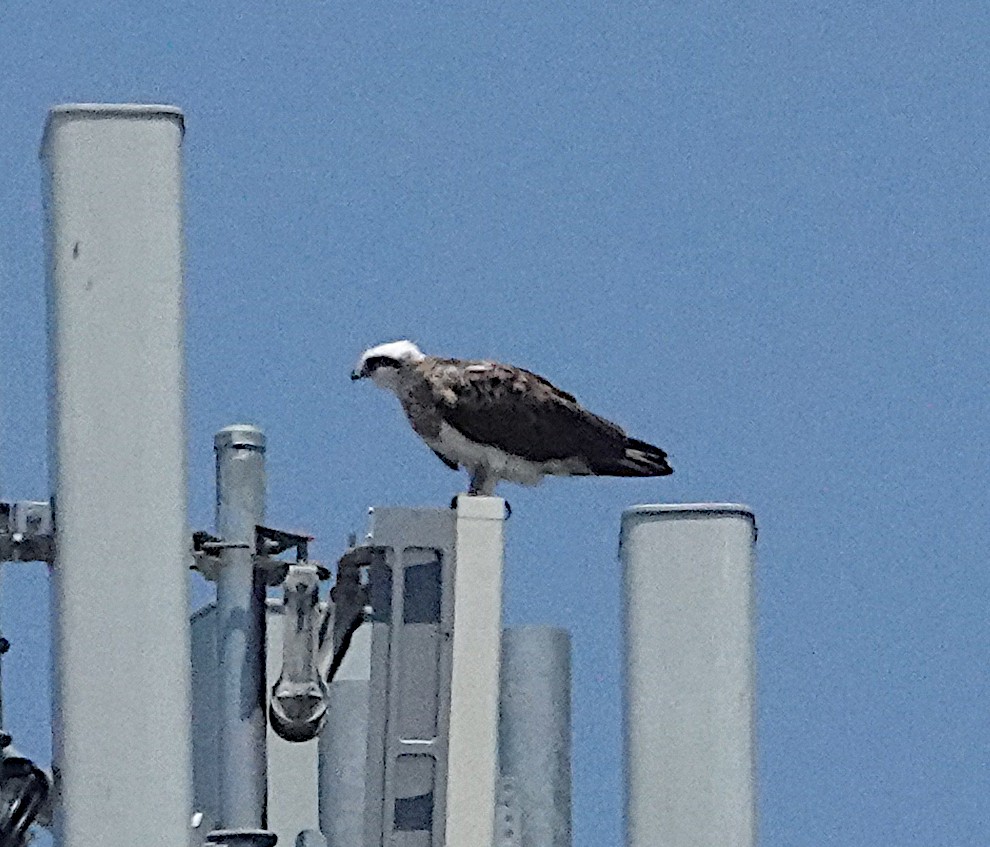 Águila Pescadora (Australia) - ML613336558