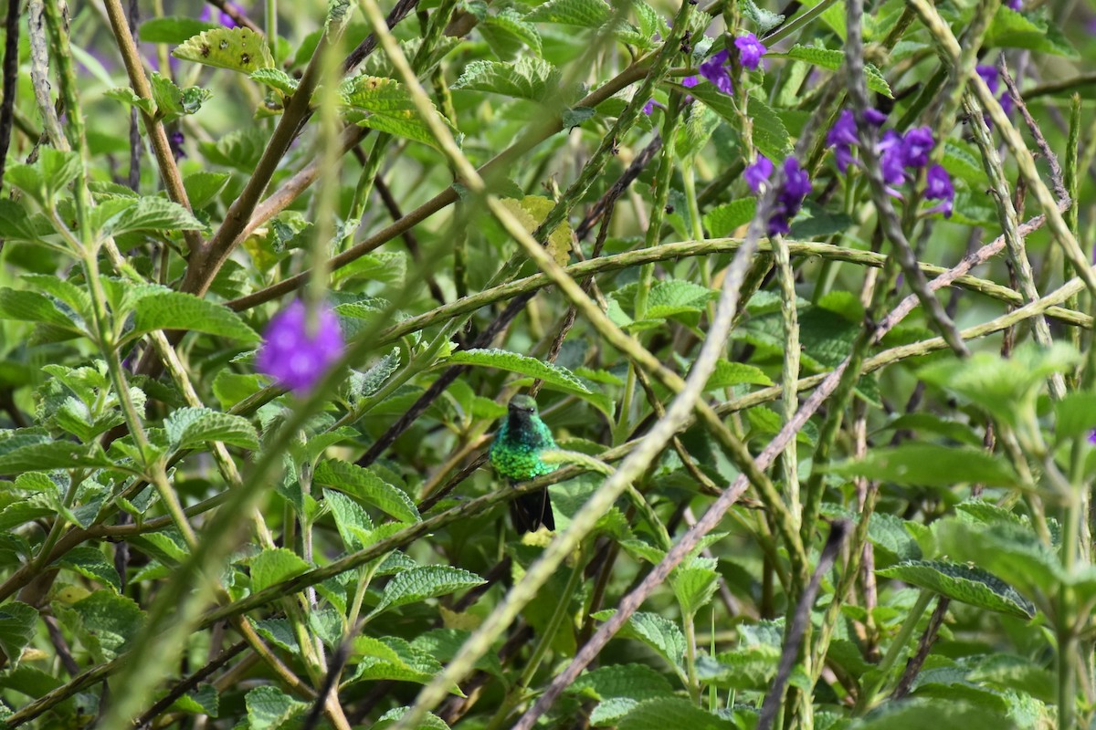 Red-billed Emerald - ML613336619