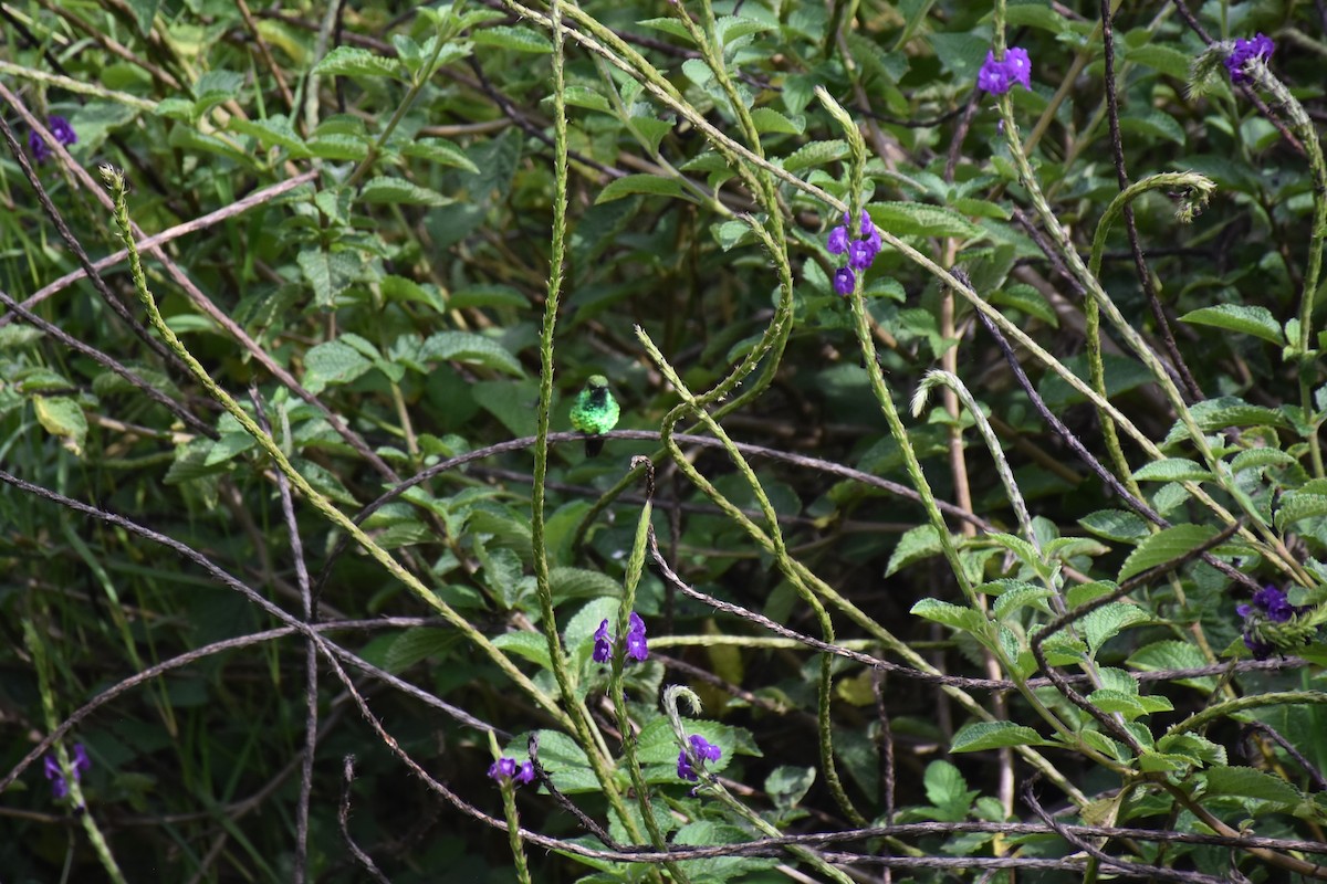 Red-billed Emerald - ML613336620