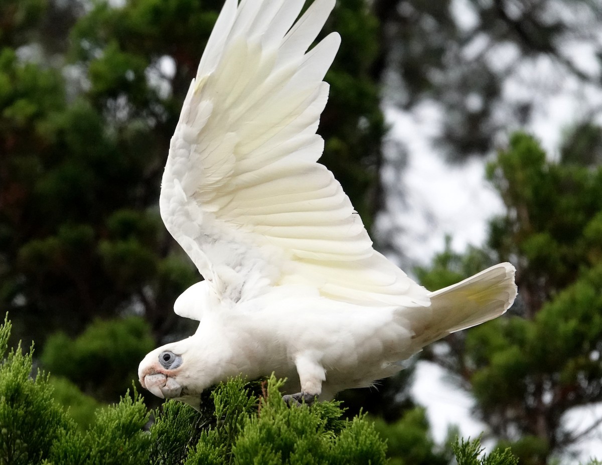 Little Corella - Peter Woodall