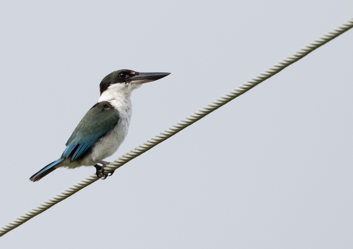 Torresian Kingfisher - ML613336690