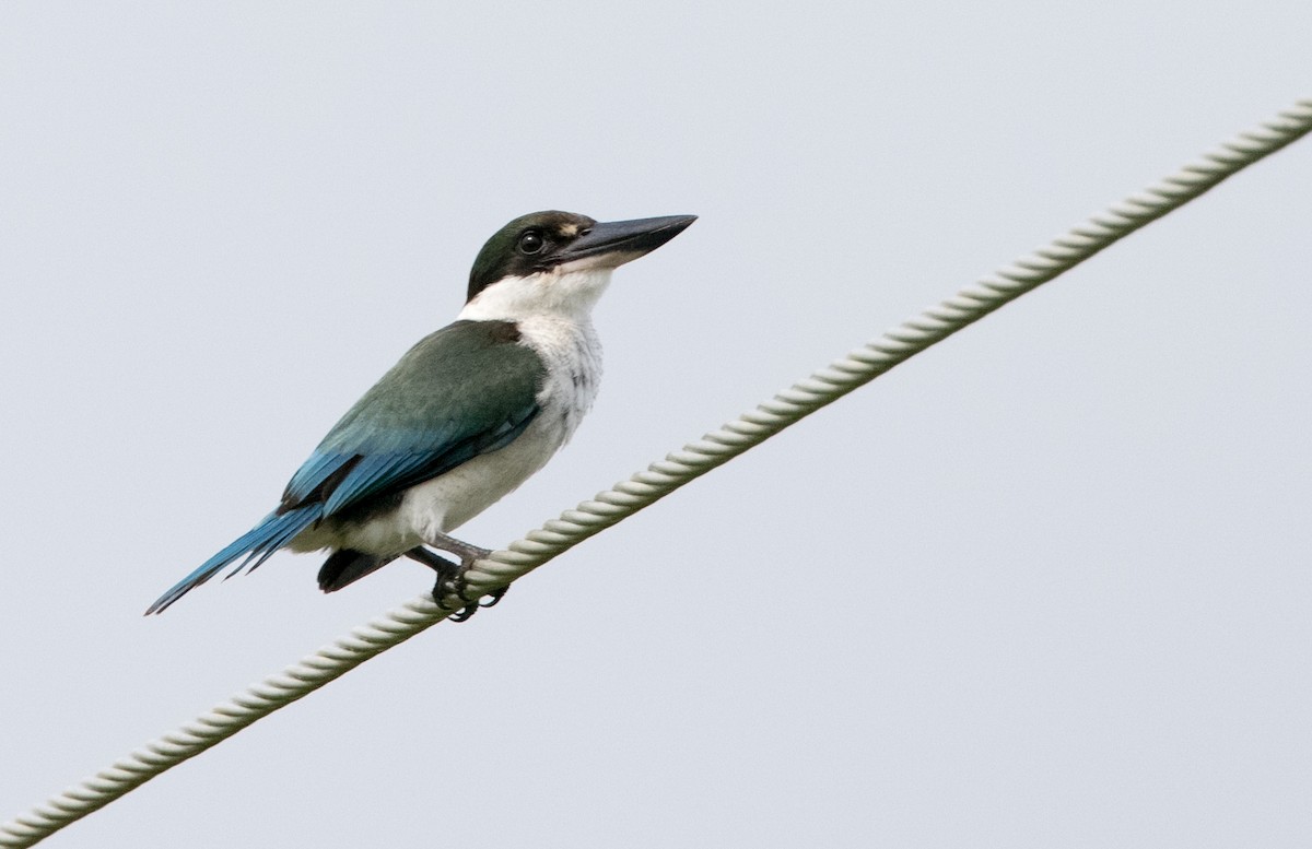Torresian Kingfisher - ML613336691