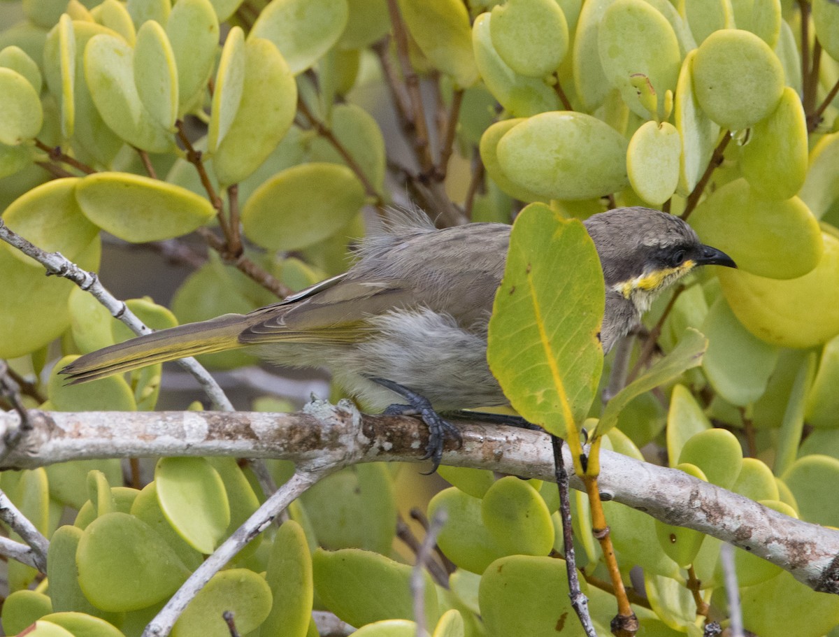 Mangrove Honeyeater - ML613336699