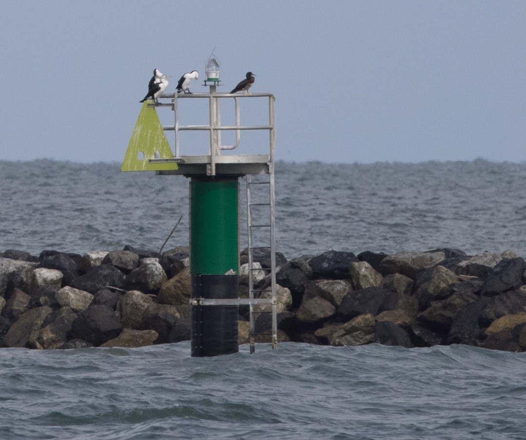 Brown Booby - ML613336702