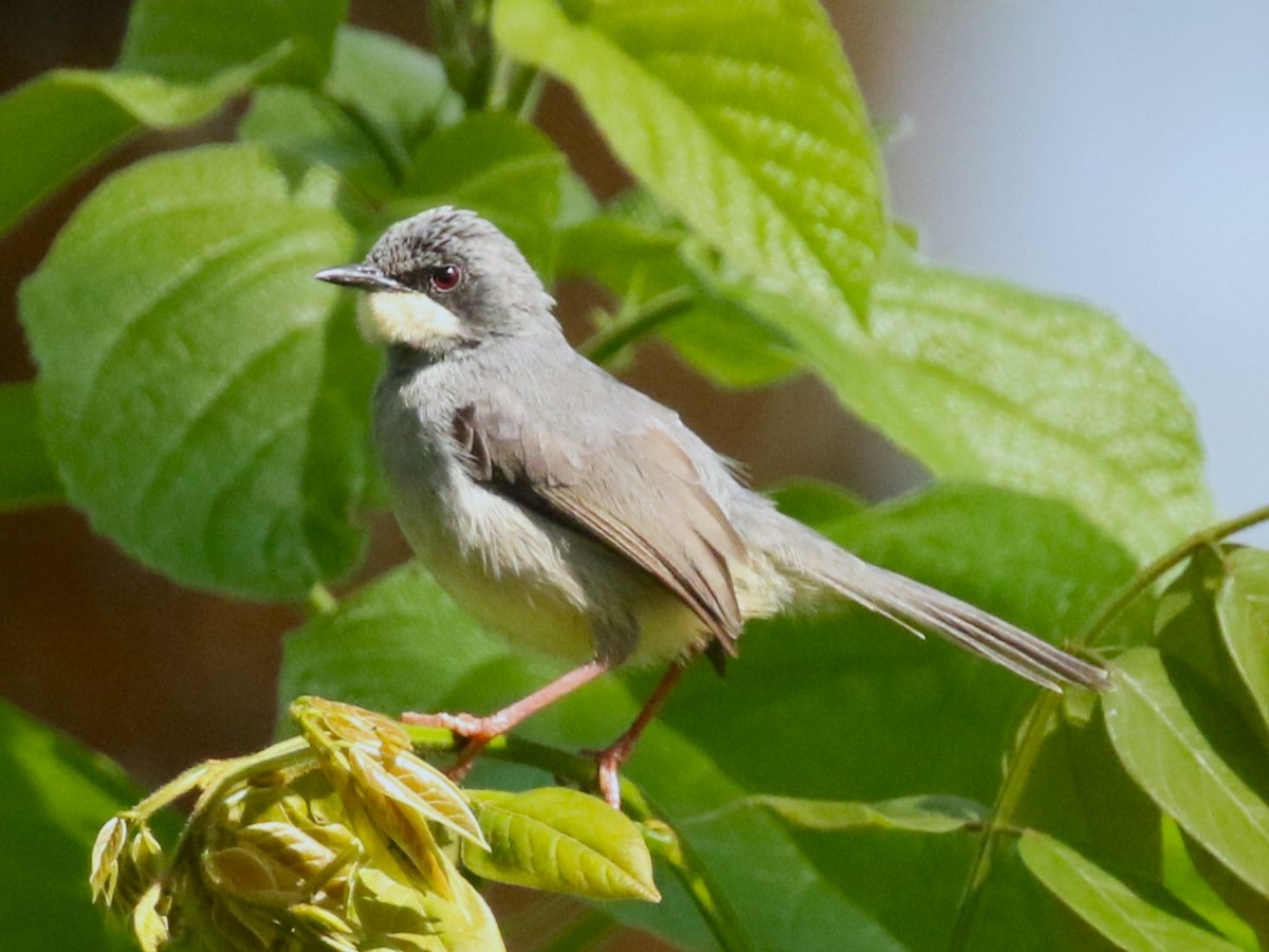 White-chinned Prinia - ML613336724