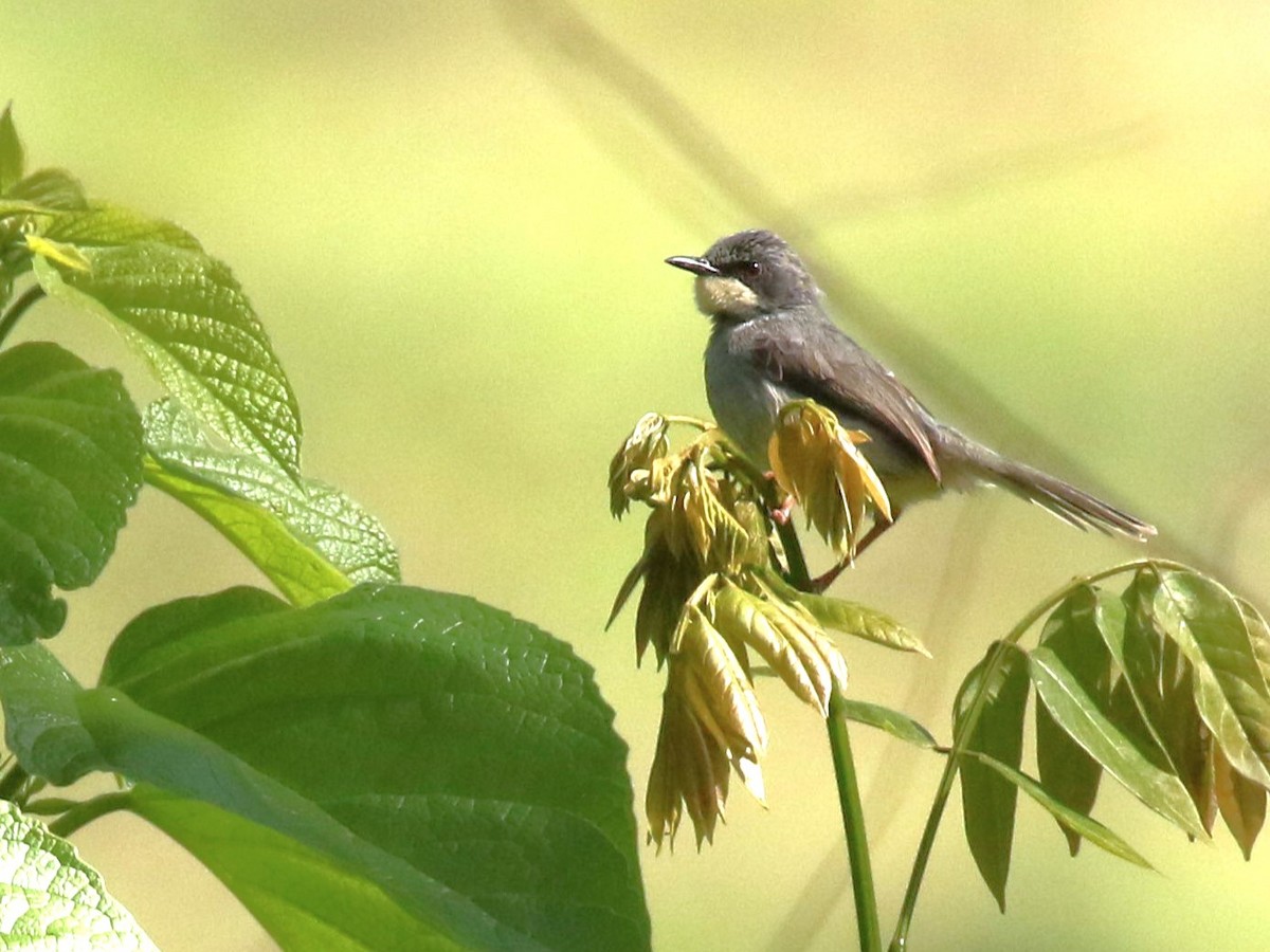 Prinia Gorjiblanca - ML613336725