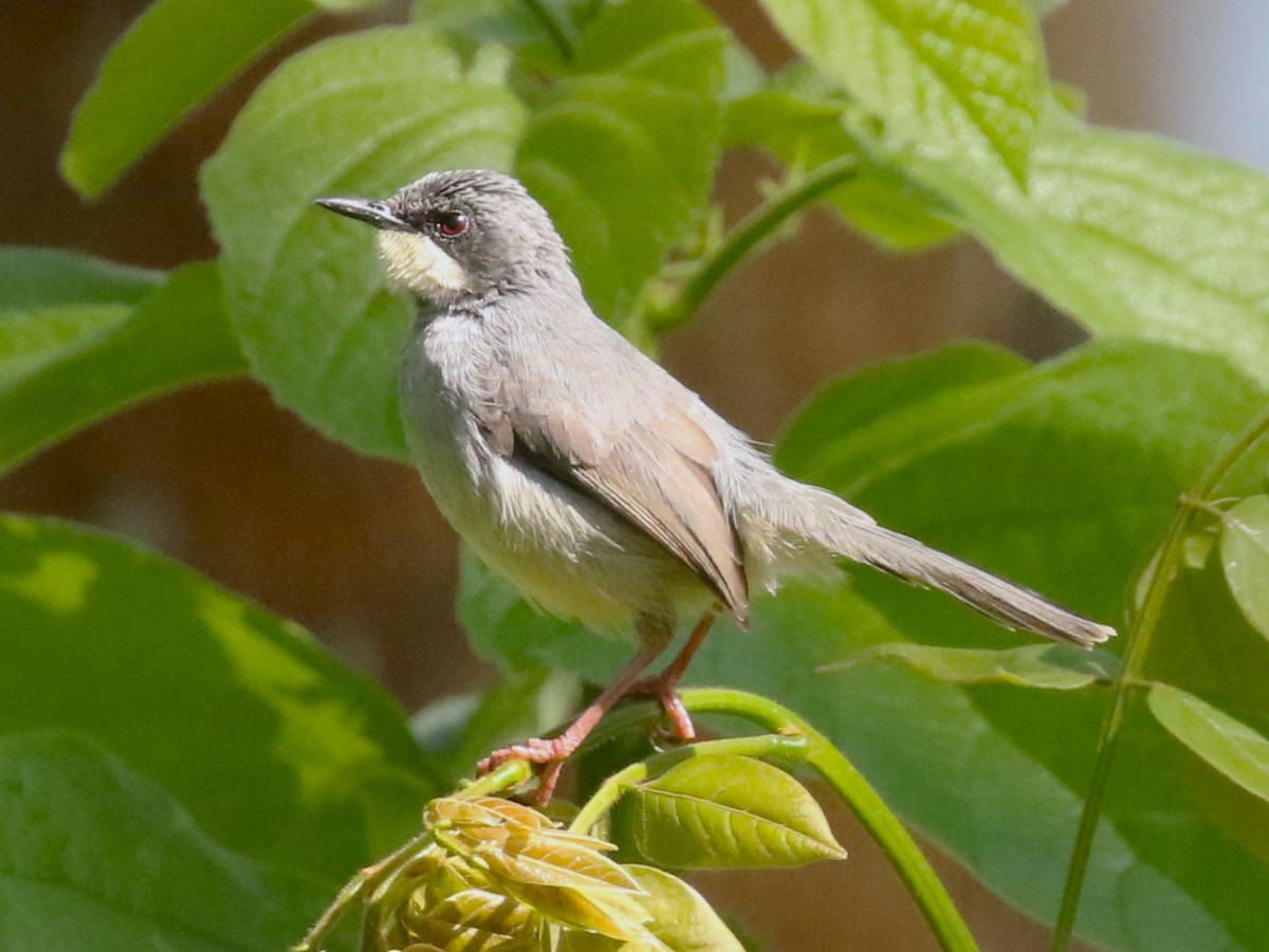 White-chinned Prinia - ML613336726