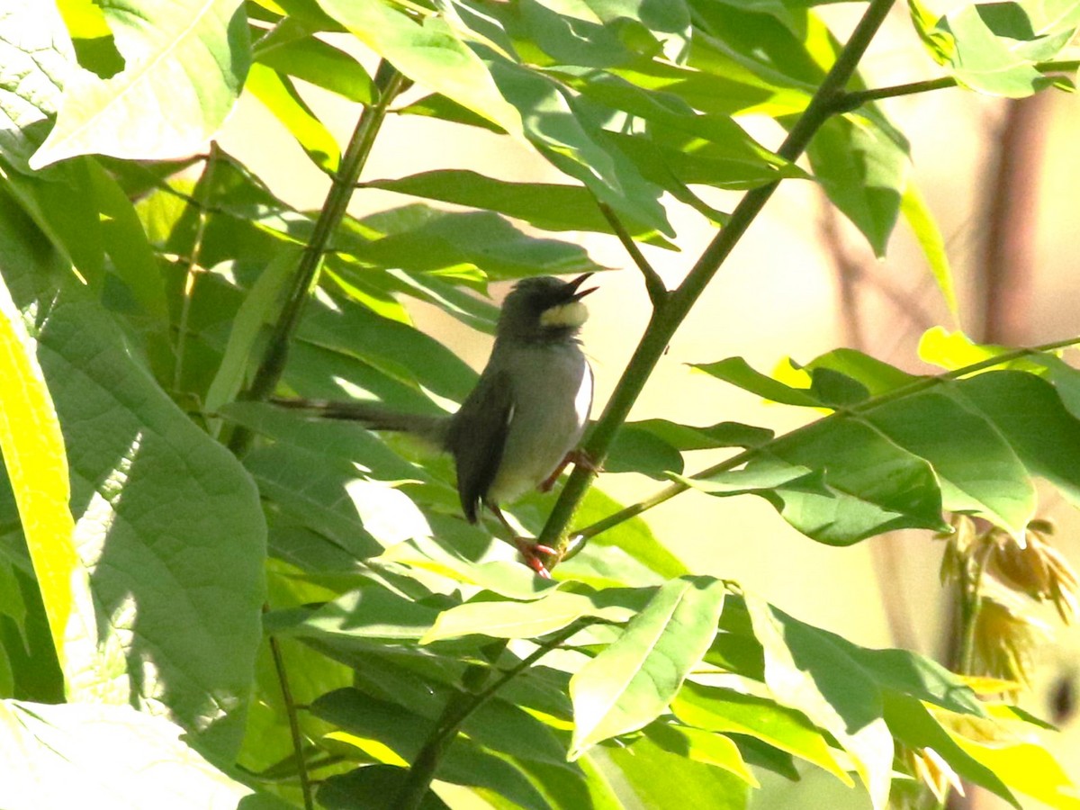 White-chinned Prinia - ML613336727