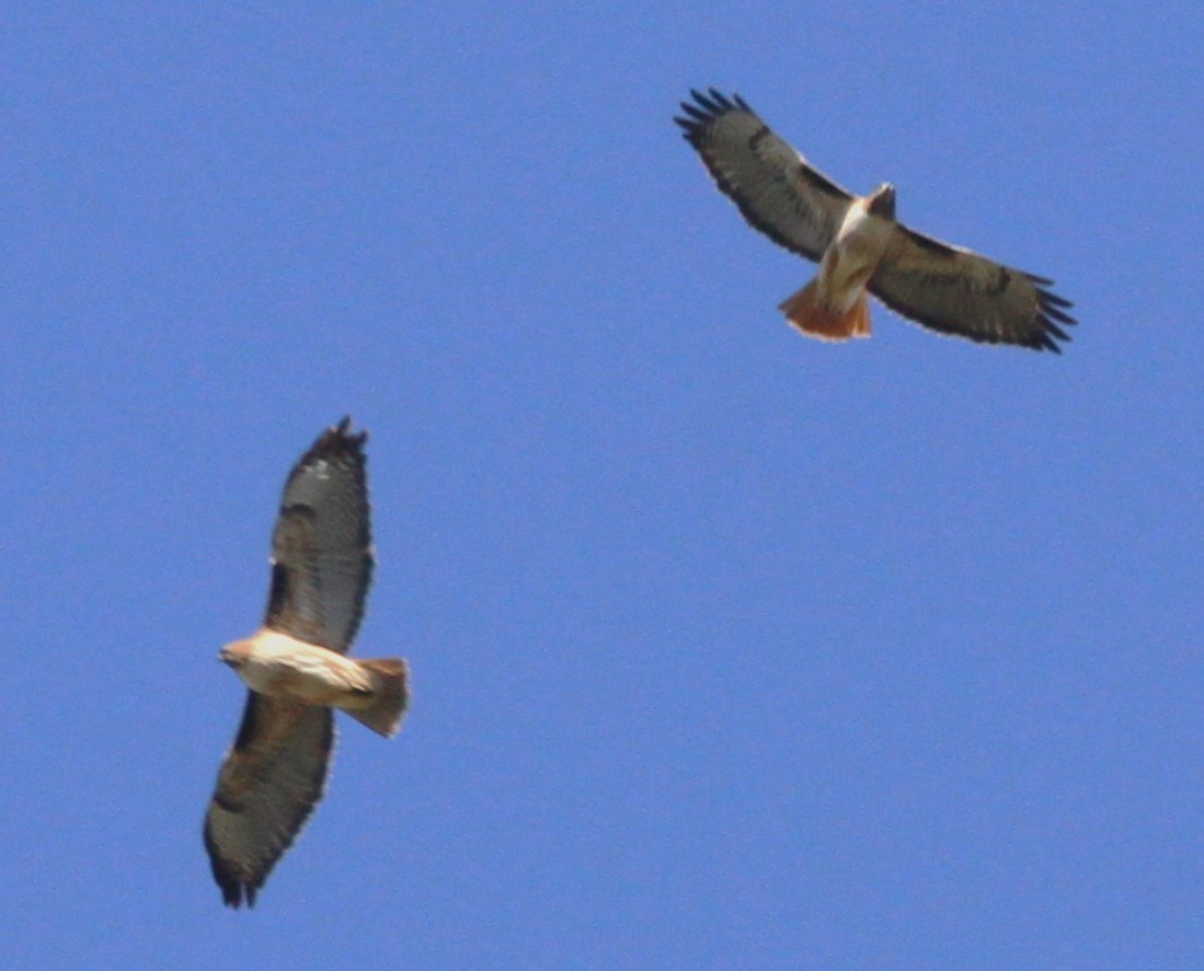 Red-tailed Hawk - ML613336732