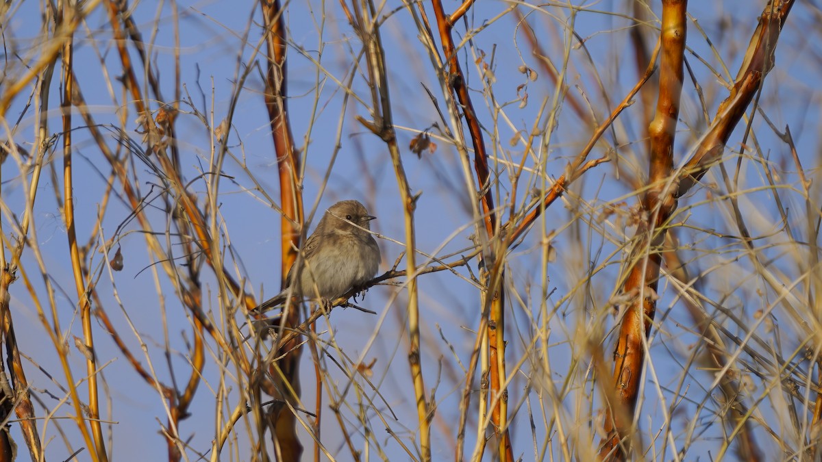 Mongolian Accentor - ML613336750