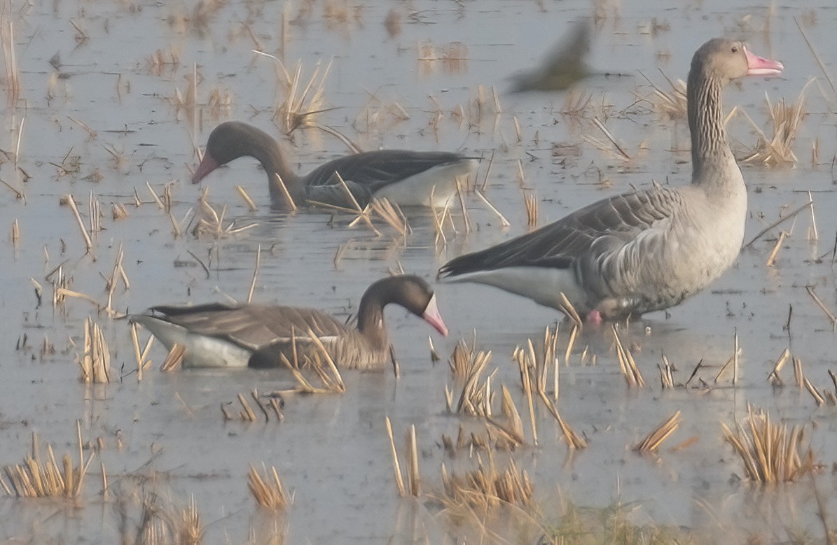 Greater White-fronted Goose - ML613336759