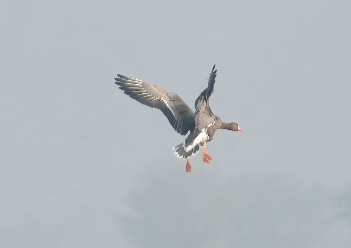Greater White-fronted Goose - ML613336760