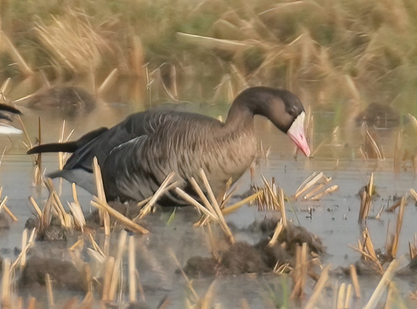 Greater White-fronted Goose - ML613336761