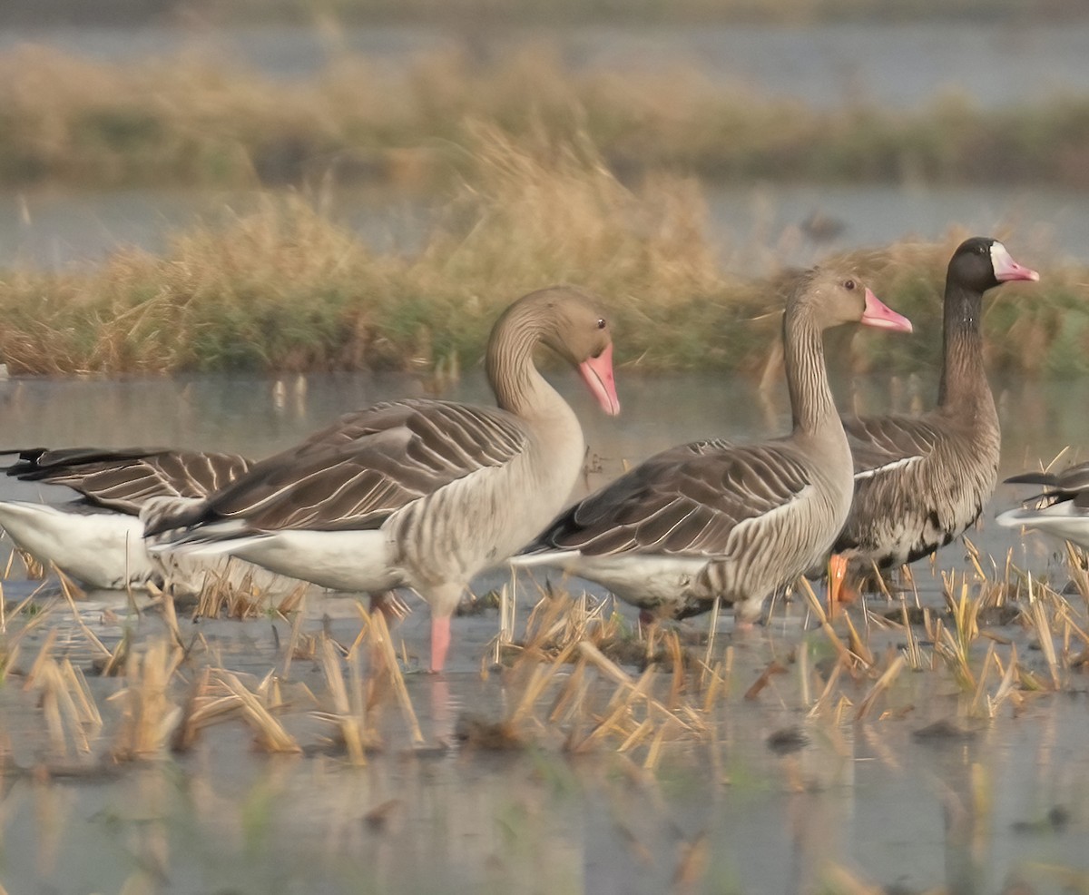 Greater White-fronted Goose - ML613336762
