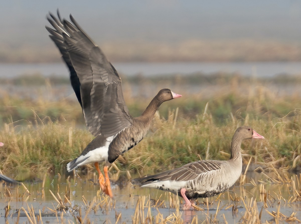 Greater White-fronted Goose - ML613336763