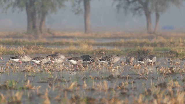 Greater White-fronted Goose - ML613336766