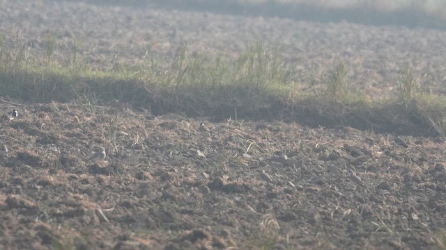 White-tailed Lapwing - ML613336789