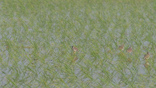 White-tailed Lapwing - ML613336790